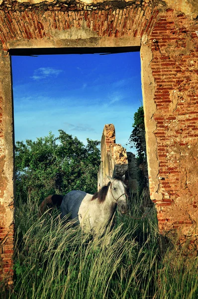 Caballo blanco —  Fotos de Stock