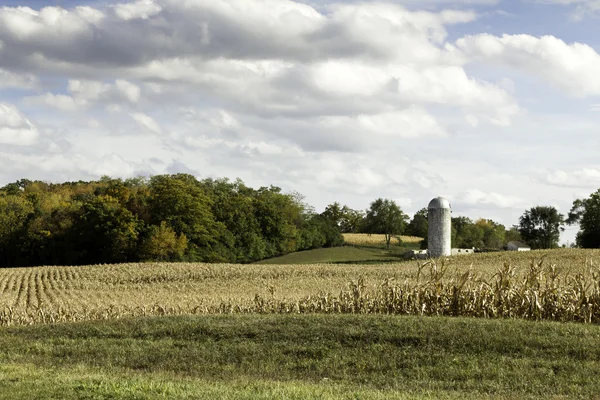 Amerikanischer Bauernhof im Maisfeld — Stockfoto