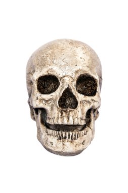 insan kafatası Önden Görünüm