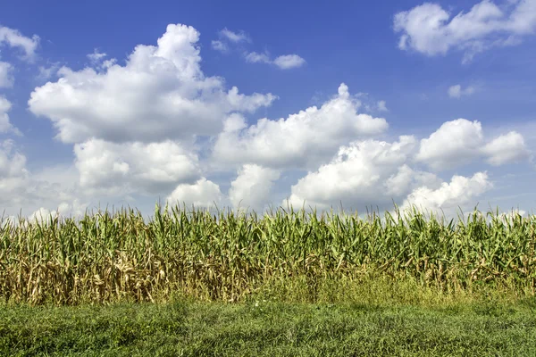 Land maïsveld — Stockfoto