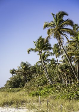 naples, Güney florida, sahilinde palmiye ağaçları