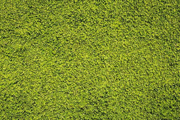 Textur der saftig grünen Blätter — Stockfoto