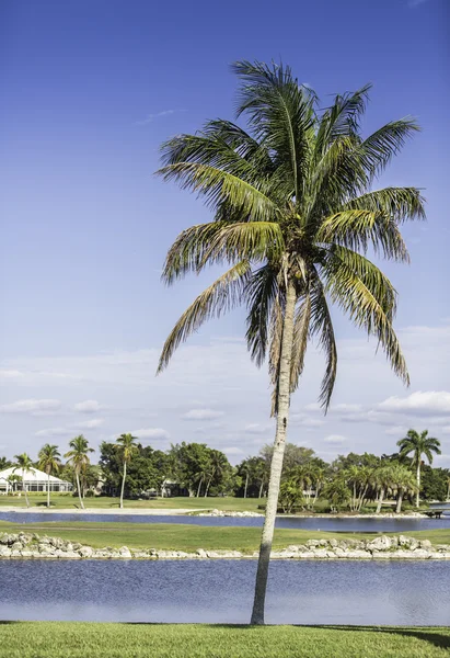 Palm trees by green lawn resort in Naples, Florida — Stok fotoğraf