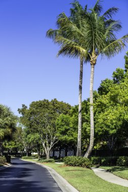 Palm trees by green lawn resort in Naples, Florida