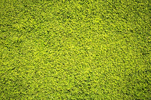 Υφή του καταπράσινα φύλλα — Φωτογραφία Αρχείου