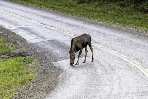 L'orignal à travers la route en Alaska — Photo