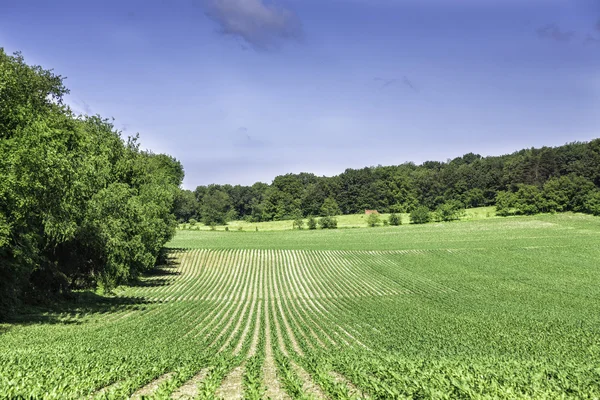 Terras agrícolas orgânicas com fileiras — Fotografia de Stock