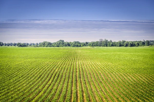 Biologische boerderij land met groene rijen — Stockfoto