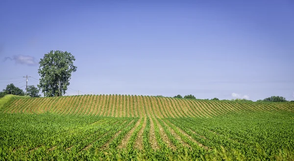 Terras agrícolas orgânicas com linhas verdes — Fotografia de Stock