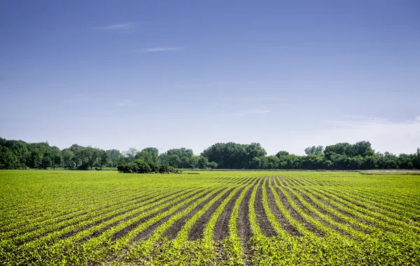 Органические сельскохозяйственные угодья с зелеными рядами Стоковое Изображение