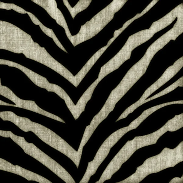 Zebra pozadí — Stock fotografie