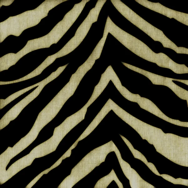 Sfondo zebra — Foto Stock