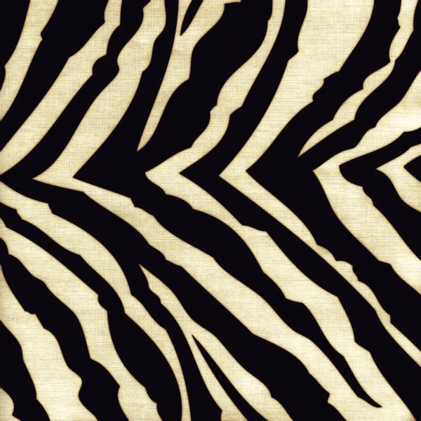 Zebra pozadí — Stock fotografie