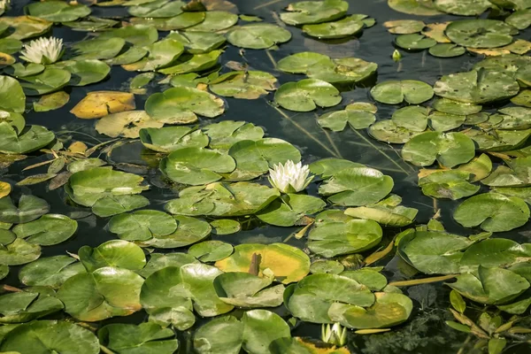 Lily fleur sur l'eau — Photo