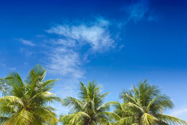 Palmbomen in de blauwe zonnige hemel — Stockfoto