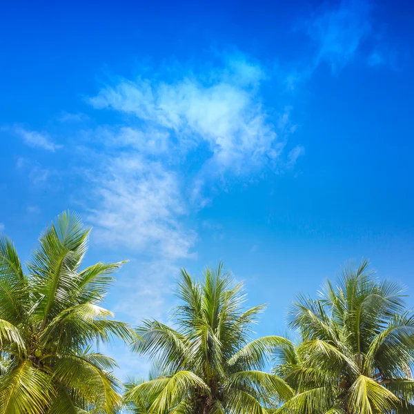 Palm trees in the blue sunny sky — Stock Photo, Image