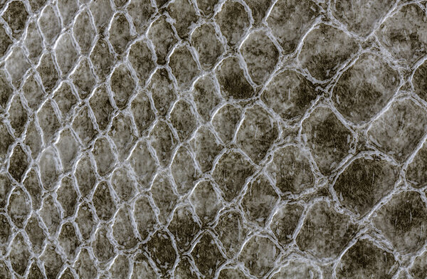 Crocodile skin leather texture
