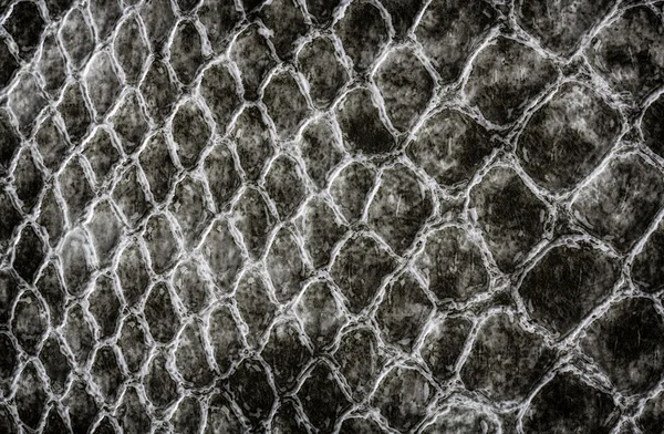 Crocodile skin leather texture — Stock Photo, Image