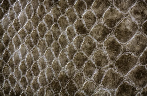 Krokodil bőr bőr textúra — Stock Fotó
