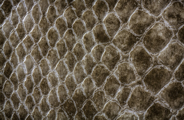 Crocodile skin leather texture