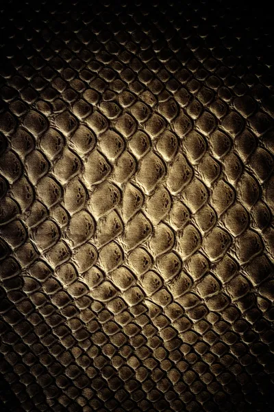 Crocodile skin texture — Stock Photo, Image