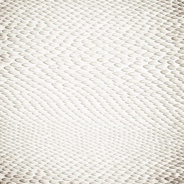 Crocodile white skin leather texture