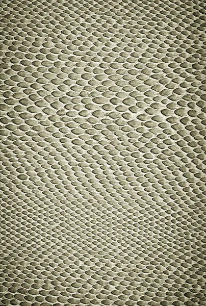 Crocodile skin  texture — Stock Photo, Image