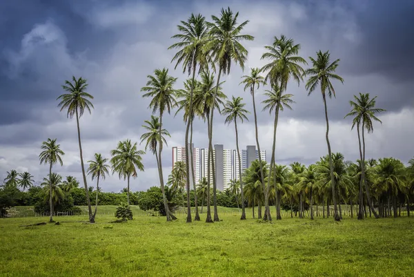 ナタールでヤシの木の背後にあるブラジルの現代建築 — ストック写真