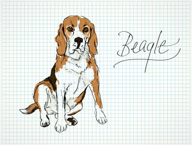 Beagle.