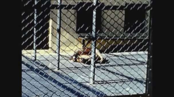 米国サンディエゴ1959年3月 サンディエゴ動物園50歳 — ストック動画