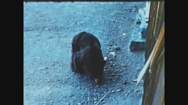 Yosemite Abd Eylül 1960 Lardaki Bear Yosemite Parkı — Stok video