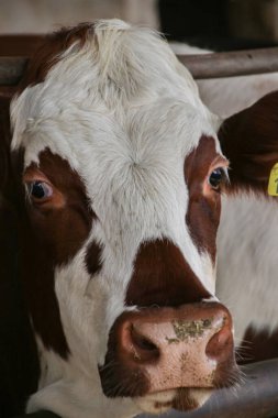 Yoğun buzağı çiftliği, et üretimi için yetiştirilen bir çiftlikte buzağı bakımı.