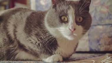 Halıda oynayan komik gri kedi. Büyük, korkmuş gözler.