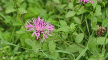 mor pembe aster stokesia laevis çiçek stokes