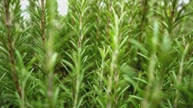 Doğadaki biberiye bitkisi detayı, makro çekim