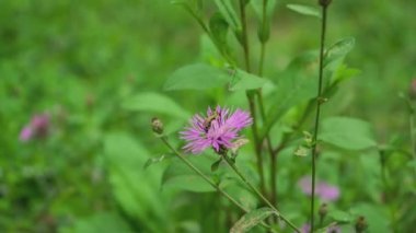 Mor pembe Stokes Aster Stokesia Laevis arılı çiçek