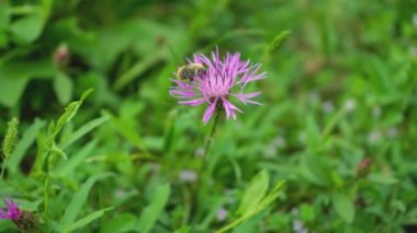 Mor pembe Stokes Aster Stokesia Laevis arılı çiçek