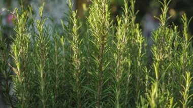 Doğadaki biberiye bitkisi detayı, makro çekim