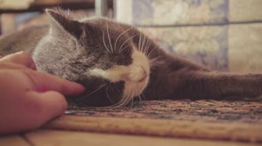 Şirin tekir kedi evde halıda yatıyor.