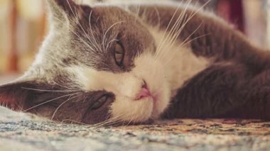 Parlak yeşil gözlü, sevimli, yetişkin bir ev kedisi halıda huzur içinde uzanıyor kameraya bakıyor ve gözlerini kısıyor. Keyifli ve tembel ruh hali. Görüntüleri kapat.