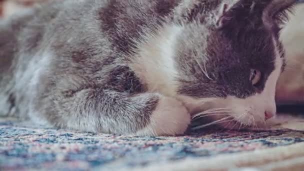 Αστεία Γκρι Γάτα Παίζει Στο Χαλί Μεγάλα Φοβισμένα Μάτια — Αρχείο Βίντεο