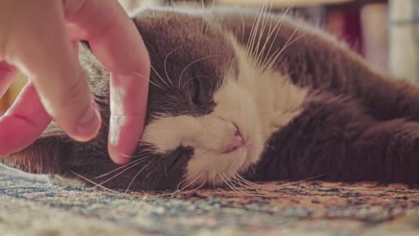 Πρώτη Όψη Του Χαριτωμένο Κόκκινο Γάτα Αίσθημα Χαλάρωσης Ευχάριστο Και — Αρχείο Βίντεο