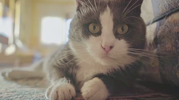 귀여운 고양이가 카펫에 평화롭게 카메라를 웅크리고 있습니다 유쾌하고 게으른 기분이었다 — 비디오