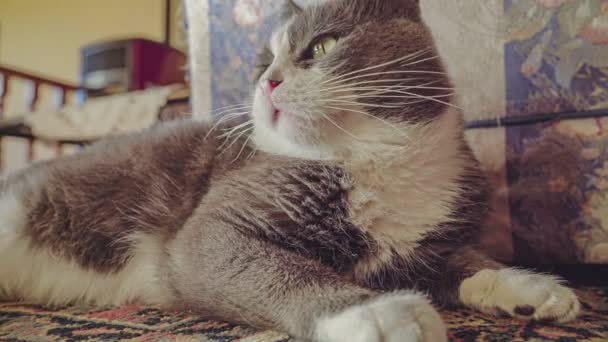 Μια Χαριτωμένη Ενήλικη Γάτα Γκρι Σπίτι Φωτεινά Πράσινα Μάτια Ξαπλωμένη — Αρχείο Βίντεο