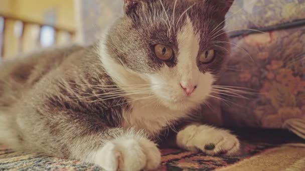 一只可爱的成年灰房子猫 有着明亮的绿色眼睛 平静地躺在地毯上 看着相机 斜视着 愉快和懒散的心情 特写镜头 — 图库视频影像