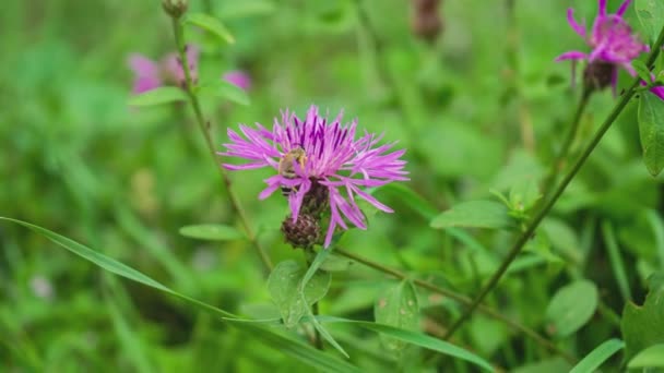 Paars Roze Stokes Aster Stokesia Laevis Bloem — Stockvideo