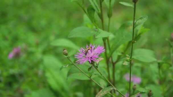 紫色粉红斯托克斯紫锥菊花与蜜蜂 — 图库视频影像