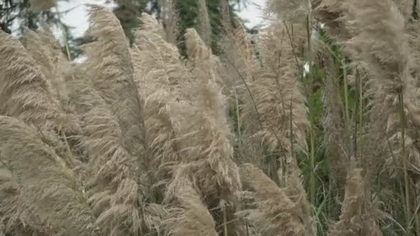 Detail Aus Dem Pampasgras Auf Einem Vom Wind Bewegten Garten — Stockvideo