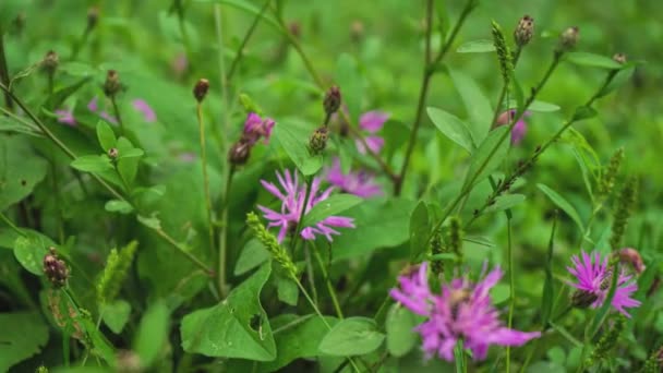 Mor Pembe Aster Stokesia Laevis Çiçek Stokes — Stok video