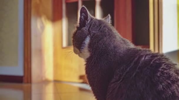 Detaliu Despre Pisică Casa Văzută Din Spate — Videoclip de stoc